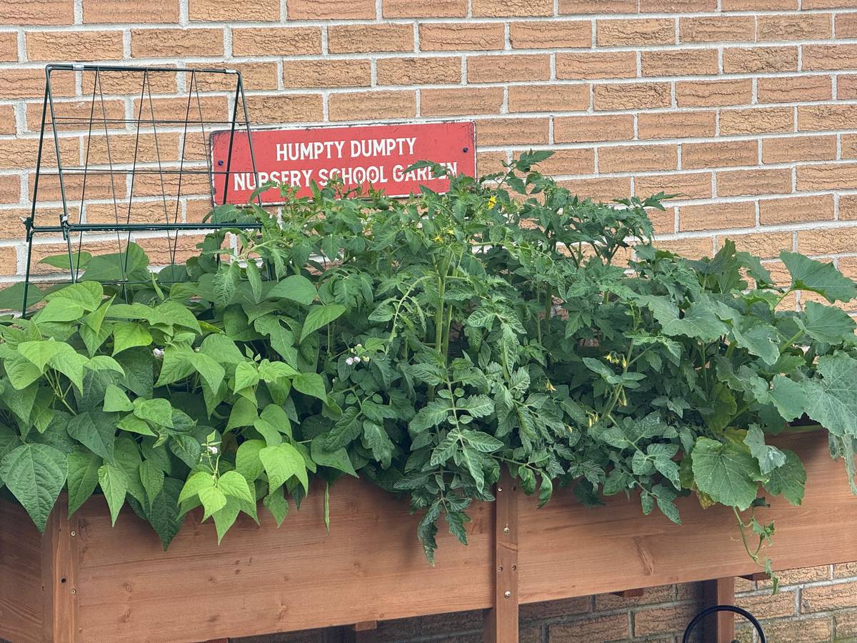 The Humpty Dumpty Nursery School garden, growing tomatoes, beans and cucumbers